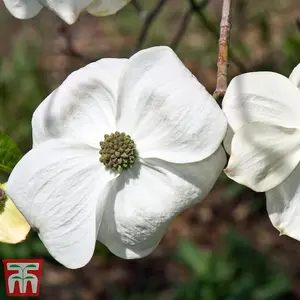 Cornus Eddies White Wonder 1.5 Litre Potted Plant x 1