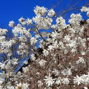 Magnolia Stellata 3 Litre Potted Plant x 1