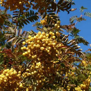 Sorbus Joseph Rock Tree - Yellow Berried Mountain Ash, Ornamental, Hardy (5-6ft)