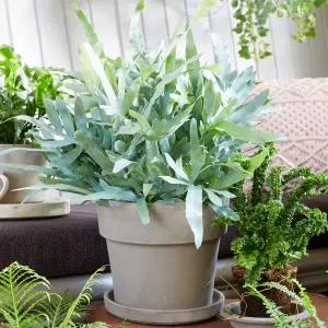 Phlebodium Blue Star Houseplant - Indoor Plant with Blue-Green Foliage, Compact Size for UK Homes (25-35cm)