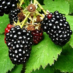 Lincolnshire Fruits Black Butte Blackberries Potted 7 Litre