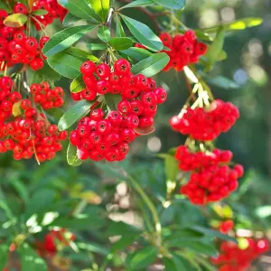 Pyracantha Red 60cm Height Evergreen Hedge Plant Pack of 6