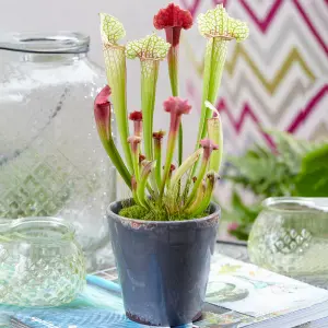 Sarracenia Smoorii - Evergreen Indoor Home Office Carnivorous Pitcher Plant, Easy to Grow (20-30cm Height Including Pot)