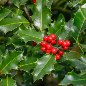 3 Common Holly Hedging Evergreen Plants, Ilex aquifolium 20-25cm in 9cm Pots 3FATPIGS