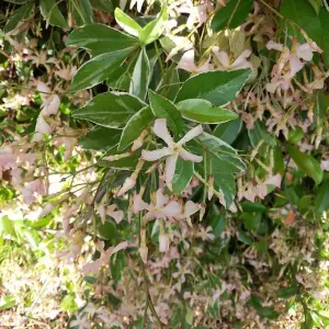 Evergreen Climber Duo 9cm Potted Plant x 2