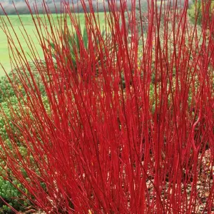 Cornus Sibirica - Deciduous, Red Stems, Compact Size (20-30cm Height Including Pot)