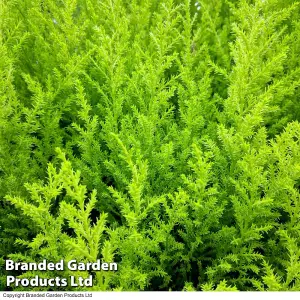 Cupressus macrocarpa Goldcrest Wilma 1 Litre Potted Plant x 1