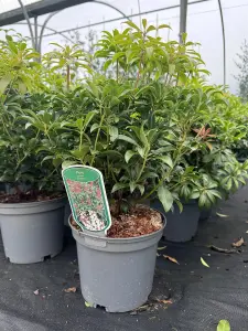 3 Mixed Extra Large Pieris Shrubs Fragrant Evergreen Garden Plants in 3 Litre Pots