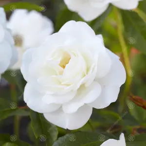 Bride and Groom White Rose - Outdoor Plant, Ideal for Gardens, Compact Size