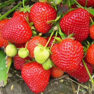 Strawberry Flamenco Bare Root - Grow Your Own Bareroot, Fresh Fruit Plants, Ideal for UK Gardens (10 Pack)