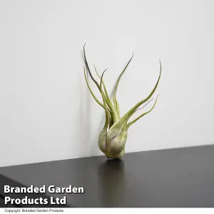 Houseplant Air Plant Tillandsia Caput Medusa Medium x 1