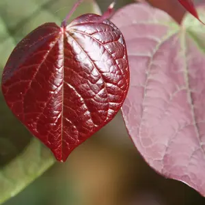 Cercis Forest Pansy Tree - Heart-Shaped Red and Green Foliage, Pink Flowers, Compact Size (5-6ft)