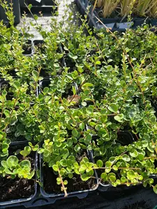 Honeysuckle Lonicera Crassifolia 'Little Honey' in a 9cm Pot