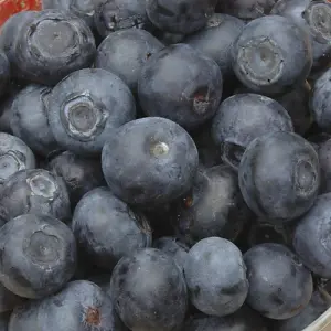 You Garden - 3 x Blueberry Bushes in 9cm Pots - 3 Varieties 'Hanover' 'Blueray' 'Ozark Blue' Superfruit Blueberry Plants