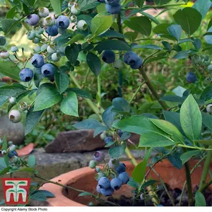 Blueberry (Vaccinium) Top Hat 9cm Potted Plant x 1