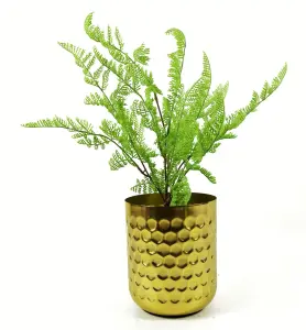 50cm Southern Wood Fern Bush Dark Green Plant