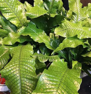 Microsorum Crocodyllus Fern - Crocodile Fern in 12cm Pot - Easy to Maintain