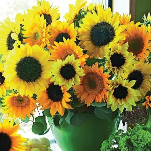 Helianthus Van Gogh 1 Packet (20 Seeds)