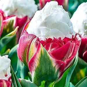 Novelty Premium Tulip 'Ice Cream' 10 bulbs Size 11+