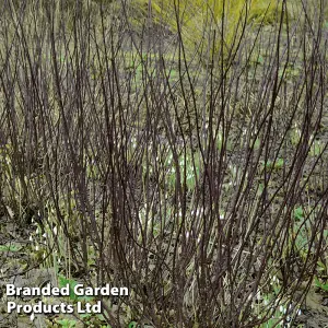 Cornus Alba Kesselringii 9cm Potted Plant x 2