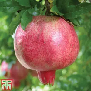 Fruit Pomegranate (Punica granatum) Provence 5 Litre Potted Plant x 1