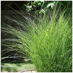 Miscanthus sinensis 'Gracillimus' / Chinese Silver Grass  in 2L Pot 3FATPIGS