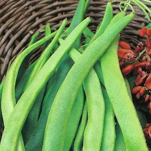 Runner Bean Enorma 1 Seed Packet (40 Seeds)