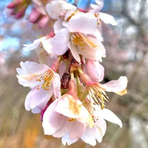 Prunus Marie Mallet Tree - Pinkish-White Flowers, Compact, Hardy and Reliable (5-6ft)