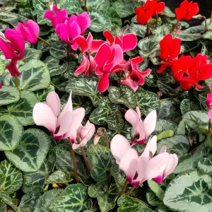 4 x Cyclamen Mixed Garden Ready Plants - Alpine Violet UK Hardy Flowering Perennials - Ideal for Beds, Containers or Borders