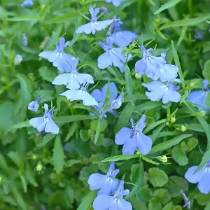 Lobelia Cambridge Blue 1 Packet (1000 Seeds)