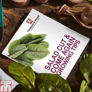 Seed Grow Kit Cut & Come Again Salad Leaves - Ideal Gift