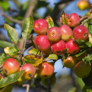 Malus Red Sentinel Tree - Crab Apple Tree, White Flowers, Tasty Fruit, Low Maintenance (5-6ft)