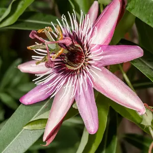 Passiflora Victoria in a 9cm Pot - Exotic Passion Flowers for Gardens - Perfect in Pots for Patios