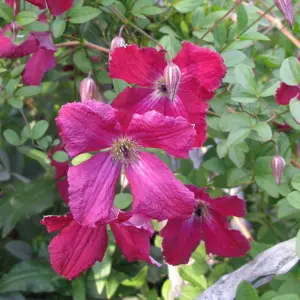 Clematis Rubra - Deep Pink Blooms, Climbing Vine, Morning Sun (20-30cm Height Including Pot)