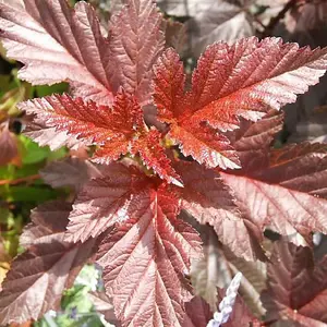 Physocarpus Lady in Red Garden Shrub - Vibrant Purple-Red Foliage, Pink Blooms (15-30cm Height Including Pot)