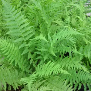 3 x Fern Plant Mix in 9cm Pots - Ready to Plant Outdoor Ferns - Mixed Varieties