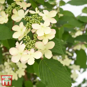 Viburnum Kilimanjaro Sunrise 3 Litre Potted Plant x 2