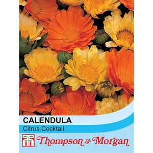 Calendula Nana Citrus Cocktail 1 Seed Packet (100 Seeds)