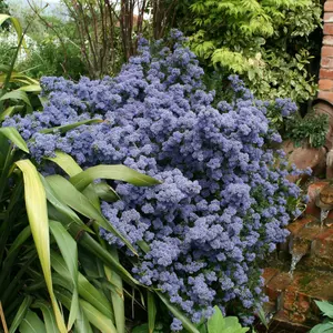 Puget Blue Californian Lilac Outdoor Shrub Plant Ceanothus 2L Pot