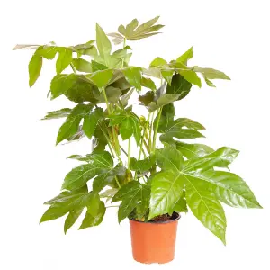 Fatsia Japonica (Japanese Aralia), Castor Oil Plant, Garden Ready, 40cm Tall in a 17cm Pot, Evergreen, Easy to Care for, Shade Lov