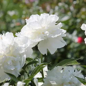 Peony - Paeonia lactifolia Duchesse de Nemours - suppled as a bare root with 3-5 eyes