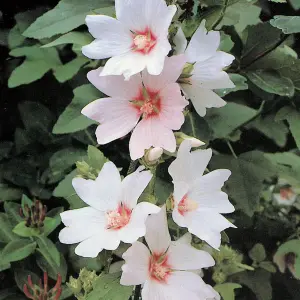 Lavatera Silver Barnsley - Elegant White Blooms, Outdoor Plant (15-30cm Height Including Pot)