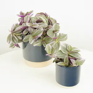 House Plant - Wandering Dude - Sweetness - 5 cm Pot size - Below 10 cm Tall - Tradescantia Albiflora - Indoor Plant