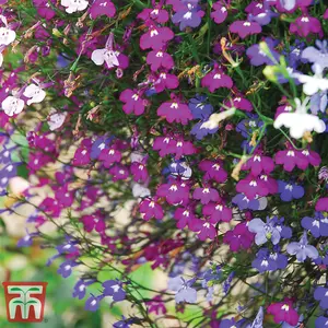 Lobelia Cascade Mixed 1 Packet (1000 Seeds + 25% Extra Free)