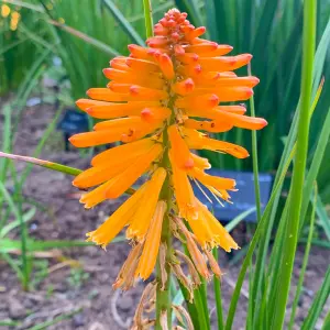 Kniphofia Poco Orange - Bright Orange Flowers, Upright Growth, Stunning in UK Gardens, Small Size (10-20cm Height Including Pot)