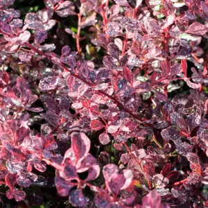 Berberis Pink Queen Garden Shrub - Vibrant and Hardy Variegated Plant (10-30cm Height Including Pot)