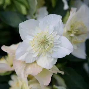 Harvington Hybrids Double Flowered Christmas Rose Hellebore Flowering Plant 1L