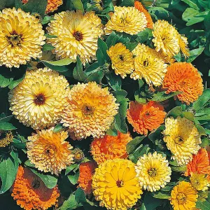 Calendula Art Shades 1 Seed Packet (100 Seeds)