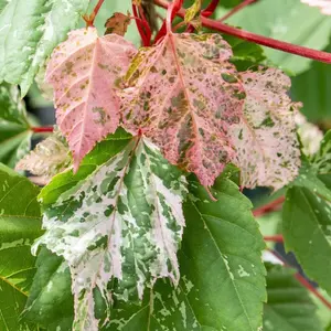 Acer Red Flamingo - Variegated Foliage, Outdoor Plant, Ideal for Gardens, Compact Size (50-70cm Height Including Pot)