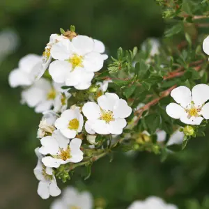 Potentilla fruticosa Abbotswood - Classic, timeless beauty 1 x 9cm pot